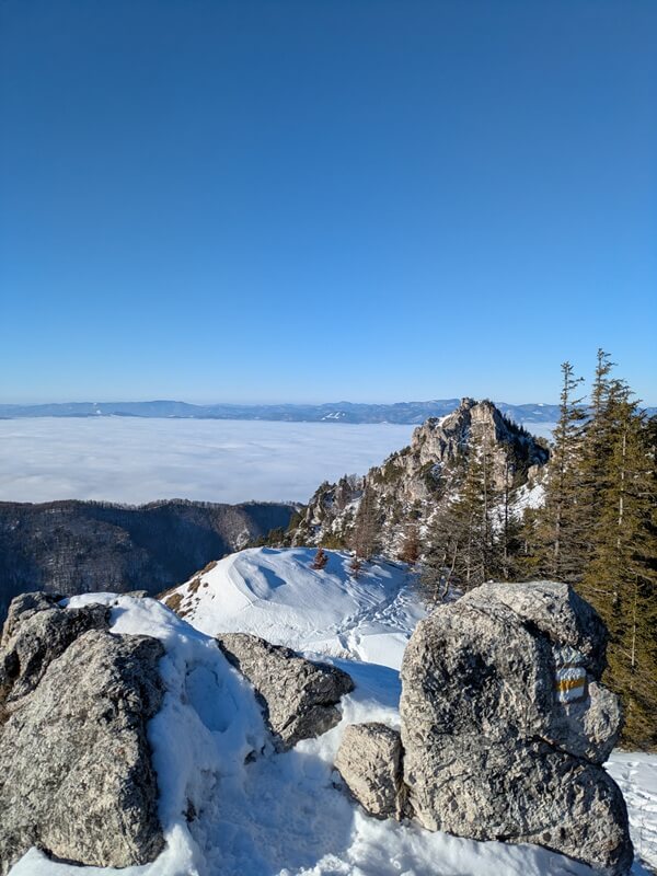 turcianska záhradka - ostrá a tlstá