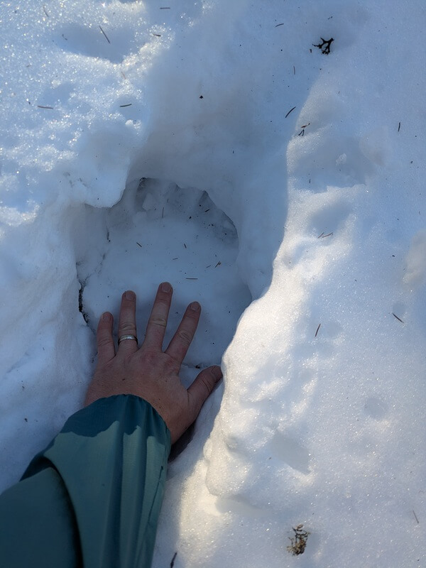 turcianska záhradka - ostrá a tlstá